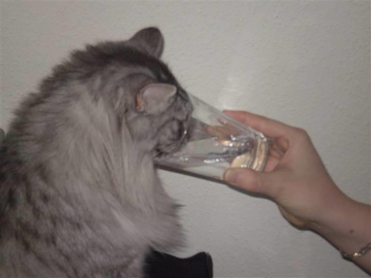 Blanding af racer RIP Cleo  - Man er vel en dannet kat.. billede 10