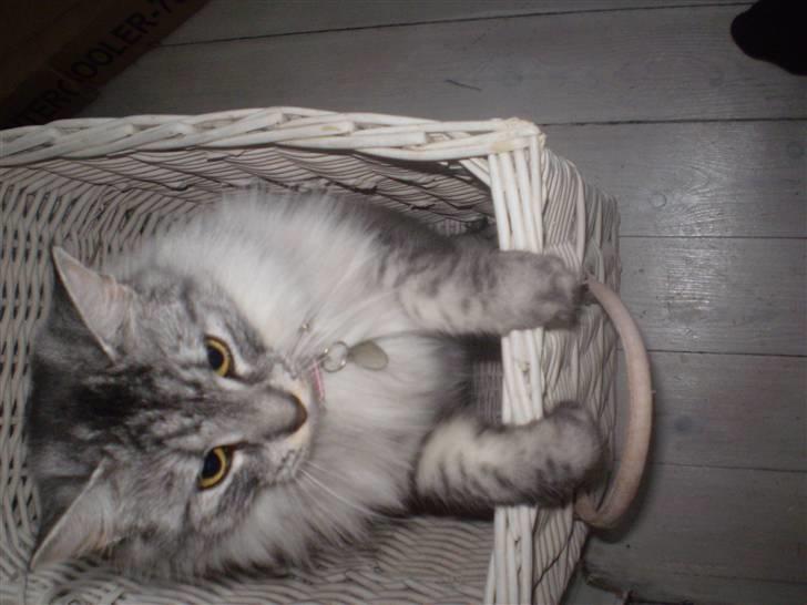 Blanding af racer RIP Cleo  - Dejligt med en tom vasketøjskurv billede 11