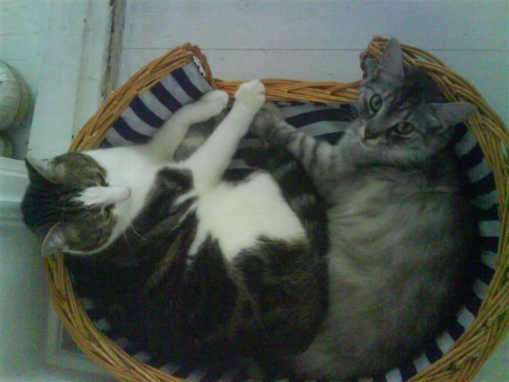 Blanding af racer RIP Cleo  - Sommer 2007: Ihh hvor de hygger billede 12