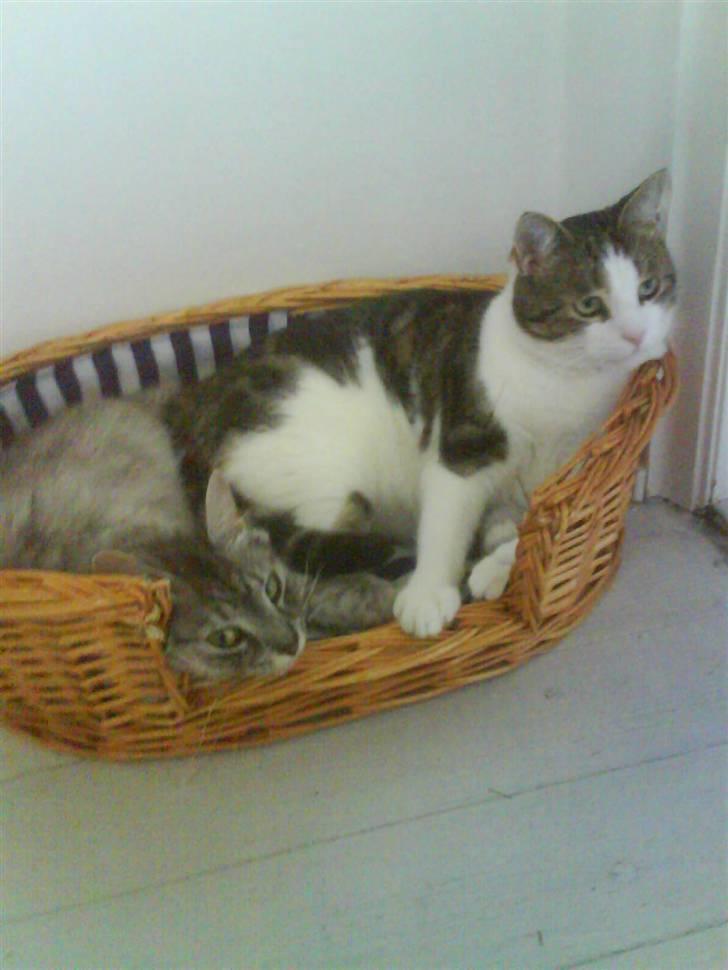 Blanding af racer RIP Cleo  - Sommer 2007: Mere hygge billede 13