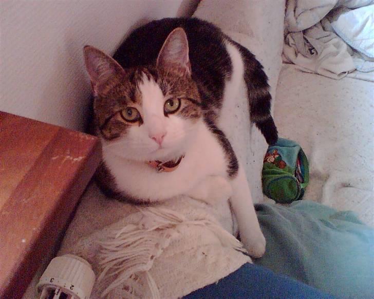 Huskat Damian - Her er Damian ikke mere end et år billede 7