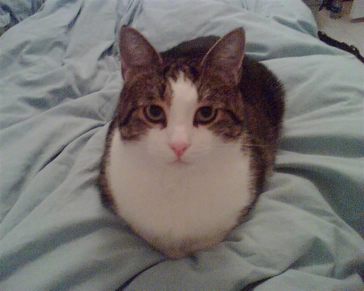 Huskat Damian - Lillemis - her er han også under et år billede 8