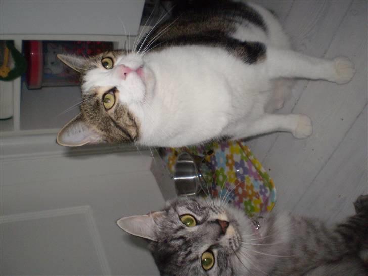 Huskat Damian - Damian og Cleo - man kan få meget opmærksomhed, når missemaden bliver fundet! billede 9