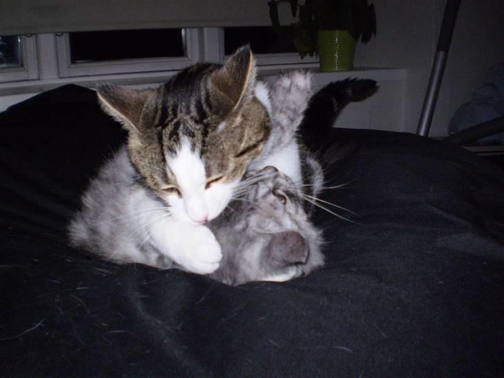 Huskat Damian - Slåskamp.. der er liv i lejligheden med 2 legesyge misser:o) billede 10