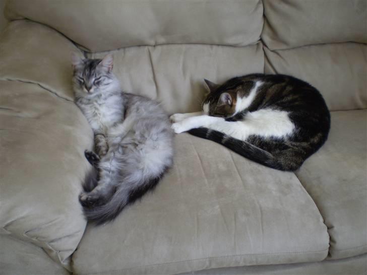 Huskat Damian - Hygge-misser - dejligt at de også kan slappe af! billede 11