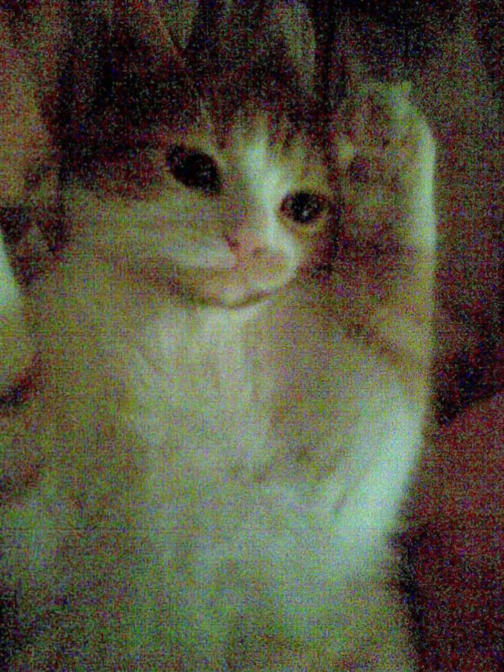 Blanding af racer Luffe 2 billede 1