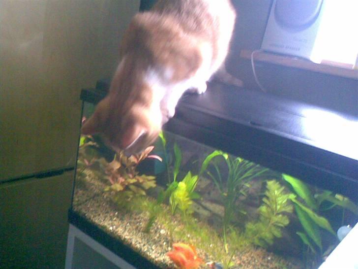 Blanding af racer Luffe 2 billede 2