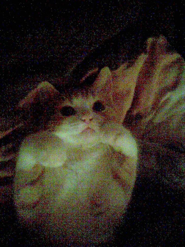 Blanding af racer Luffe 2 billede 3