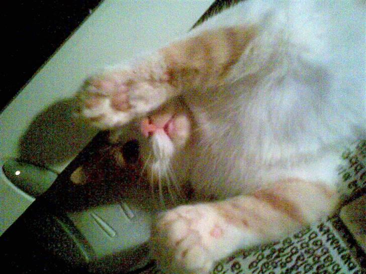 Blanding af racer Luffe 2 billede 4