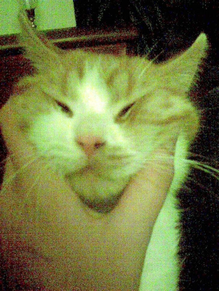 Blanding af racer Luffe 2 billede 5