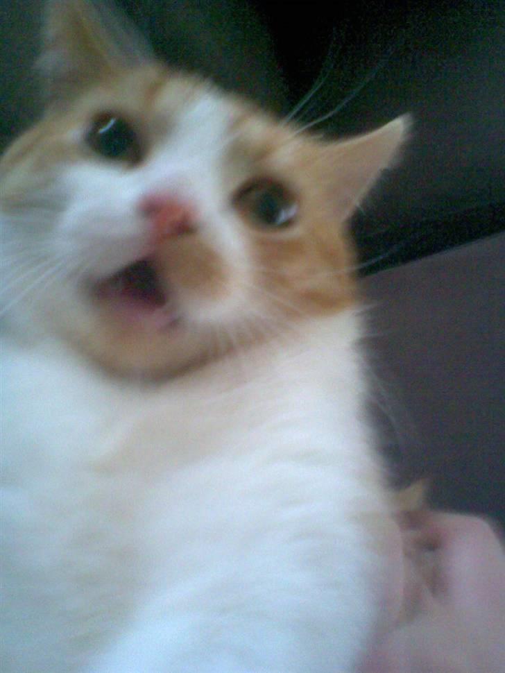 Blanding af racer Luffe 2 billede 6