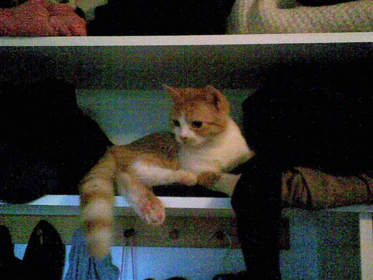 Blanding af racer Luffe 2 billede 7