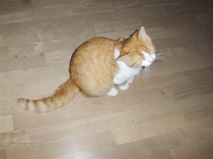 Blanding af racer Luffe 2 billede 8