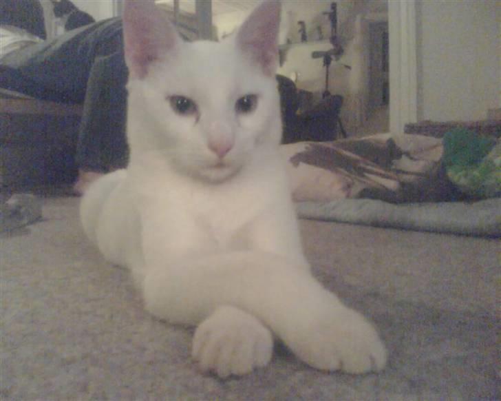 Huskat Felix - Felix er jo blevet en "stor" kat haha xD billede 11