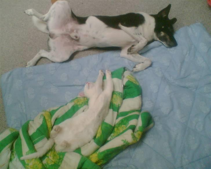 Huskat Felix - Ja ? Altså ? Øm ? De ligner lidt for meget hinanden xD billede 12