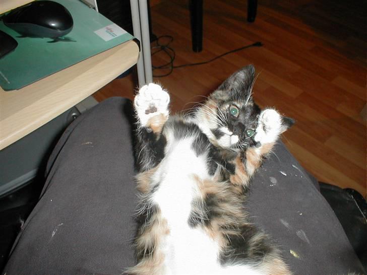 Blanding af racer Mulle Død:( - Jeg kan bare spise dig! Muhahaha !!!! billede 12