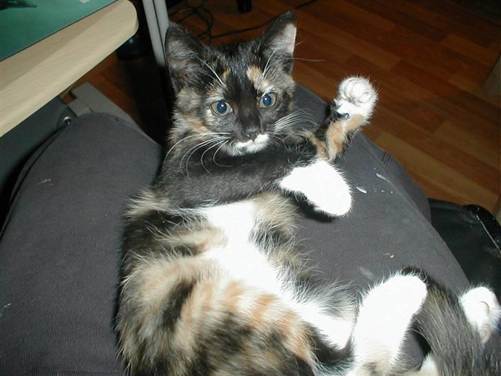 Blanding af racer Mulle Død:( - Se mig lige. billede 13