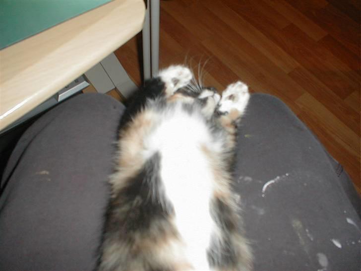 Blanding af racer Mulle Død:( - Hvor ser verden dog sjov ud her fra. billede 14