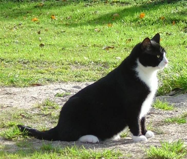 Huskat Hankatti billede 1