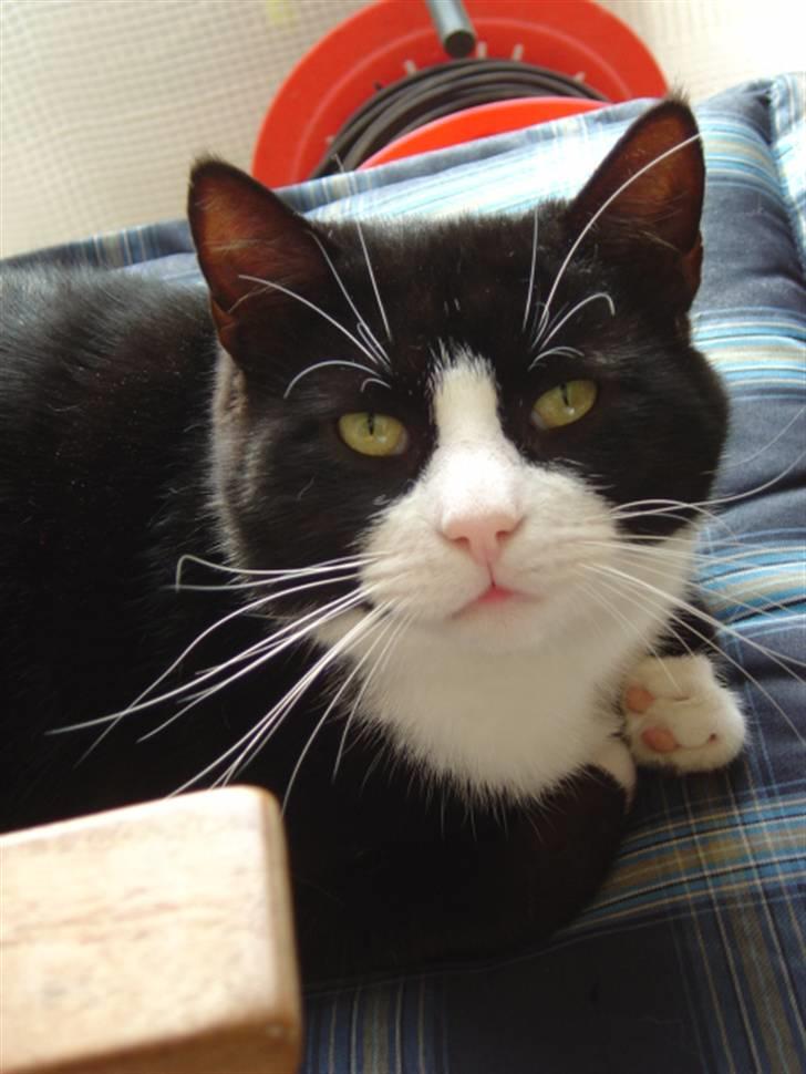 Huskat Hankatti billede 2