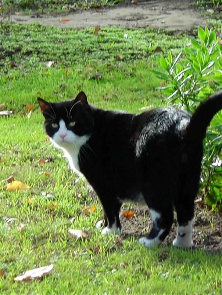 Huskat Hankatti billede 3