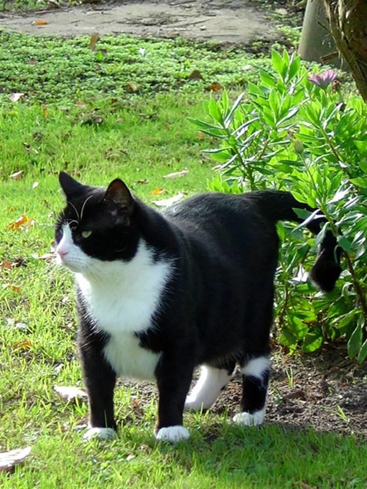 Huskat Hankatti billede 4