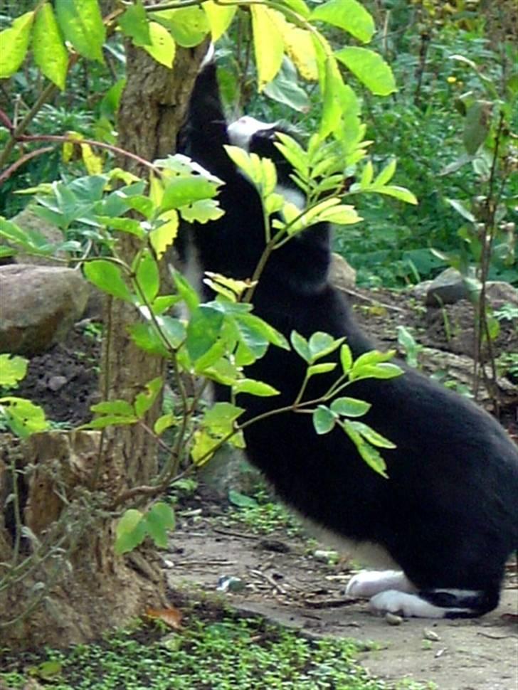 Huskat Hankatti billede 5