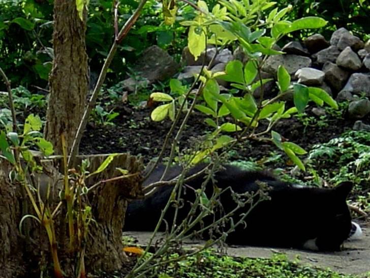 Huskat Hankatti billede 6