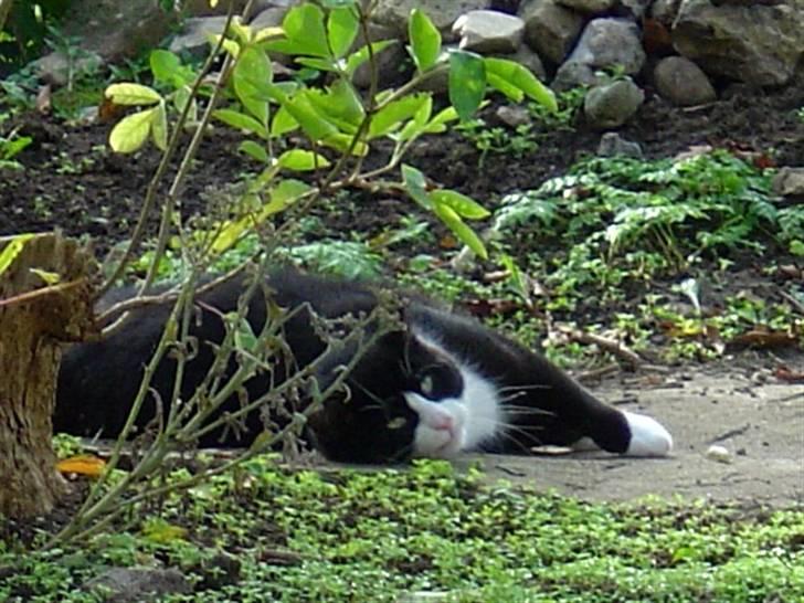 Huskat Hankatti billede 7