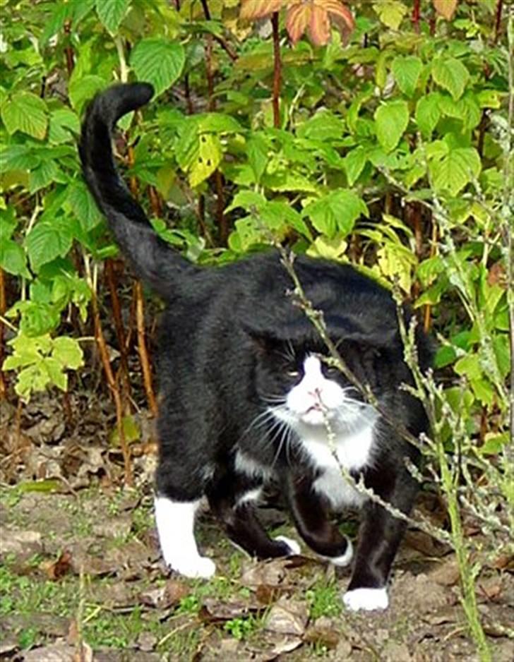 Huskat Hankatti billede 8