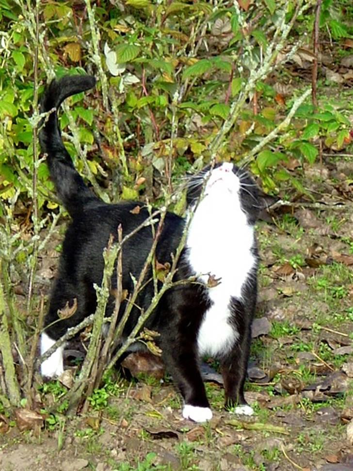 Huskat Hankatti billede 10