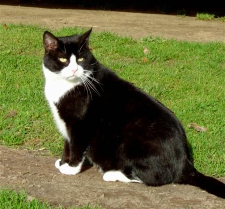 Huskat Hankatti billede 11