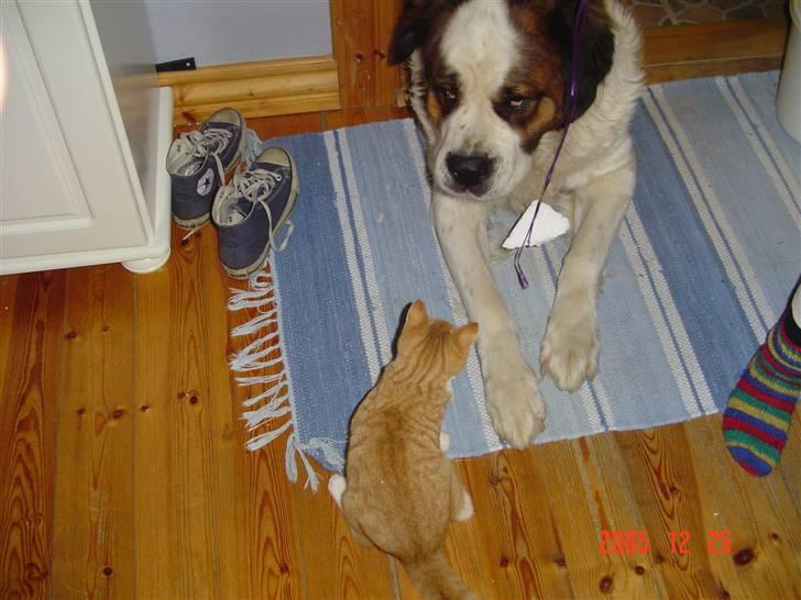 Blanding af racer fijola - fijola og simba 2005 billede 7