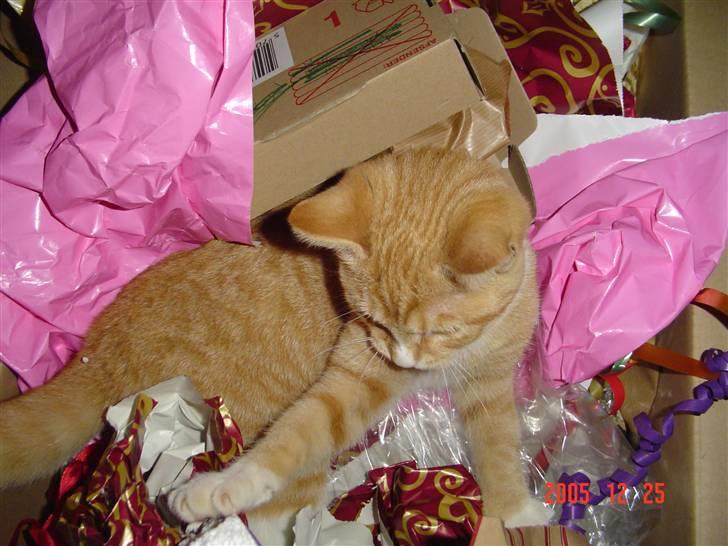 Blanding af racer fijola - fijola i gavepapiret i julen 2005 billede 8