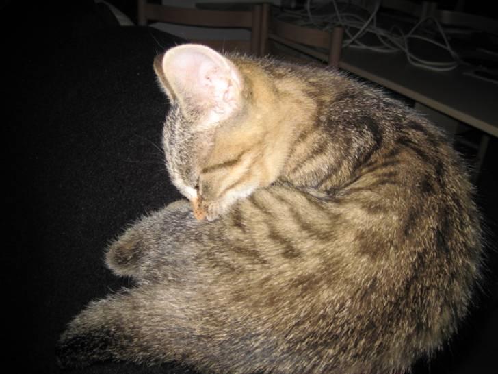 Huskat Kiri *R.I.P.* billede 1