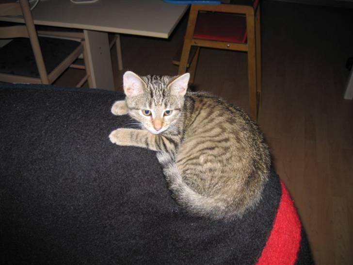 Huskat Kiri *R.I.P.* billede 2