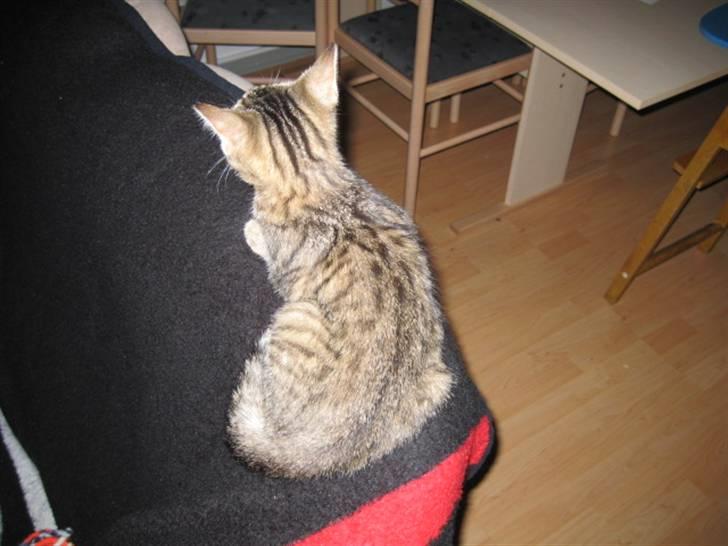 Huskat Kiri *R.I.P.* billede 3