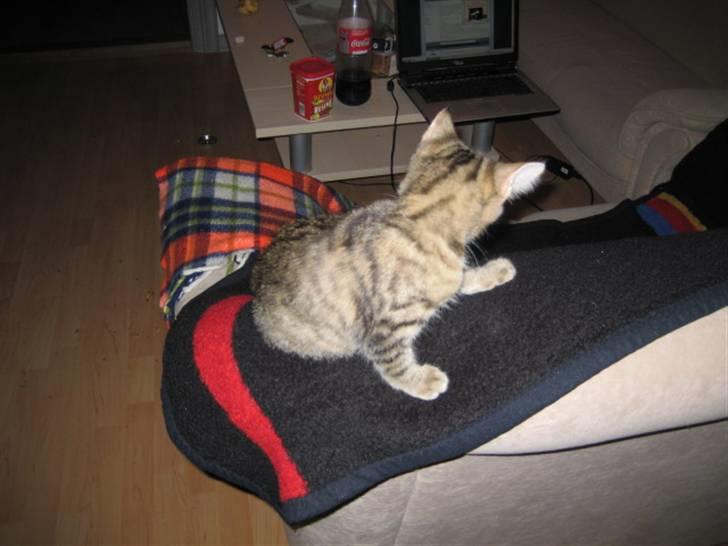 Huskat Kiri *R.I.P.* billede 4