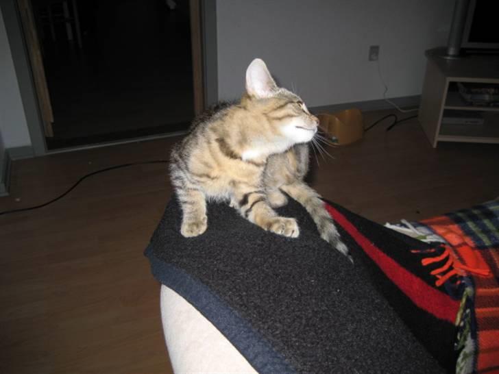 Huskat Kiri *R.I.P.* billede 5