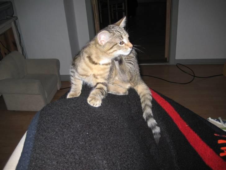 Huskat Kiri *R.I.P.* billede 6