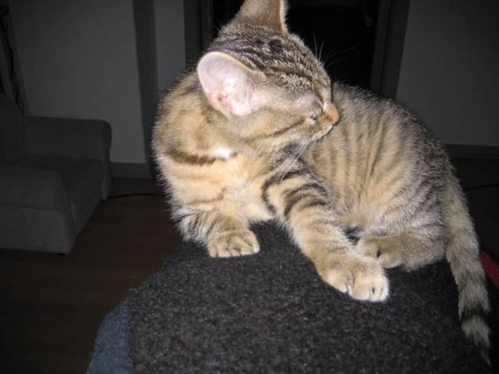 Huskat Kiri *R.I.P.* billede 7