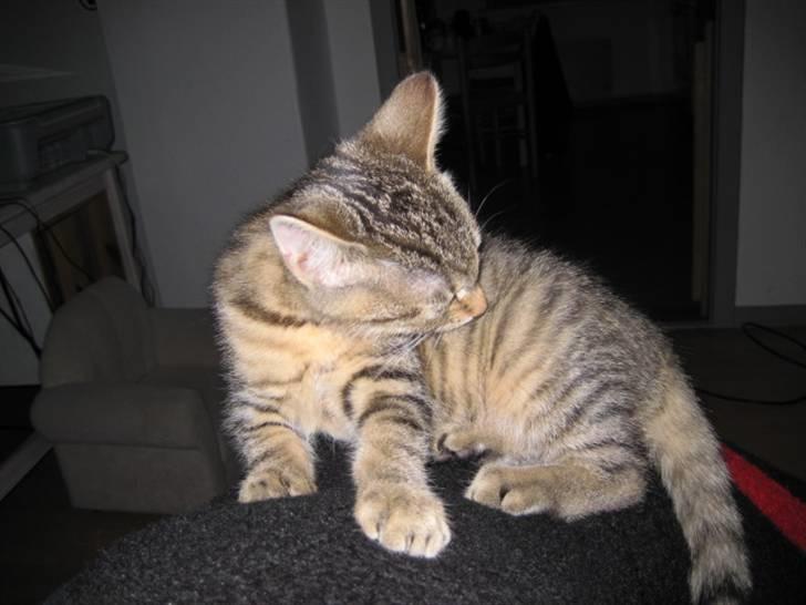 Huskat Kiri *R.I.P.* billede 8