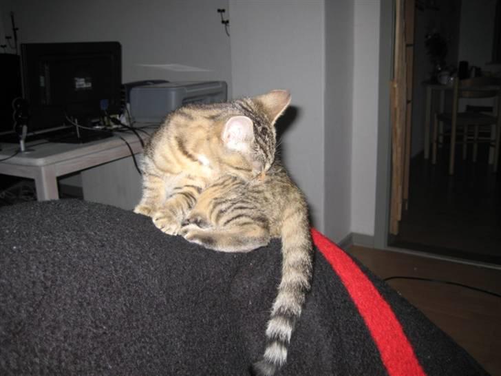 Huskat Kiri *R.I.P.* billede 9