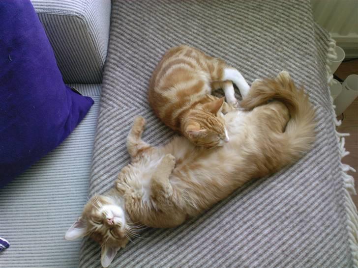 Maine Coon DK Kija Coon Aiko billede 16