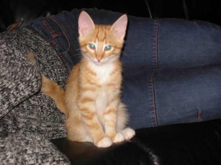 Blanding af racer Mozart *fået ny familie* - siider jeg pænt nok far? billede 6