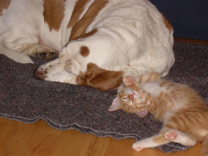 Blanding af racer Mozart *fået ny familie* - "det er godt mor og far ikke ser jeg godt ka li ham alligevel.." billede 7