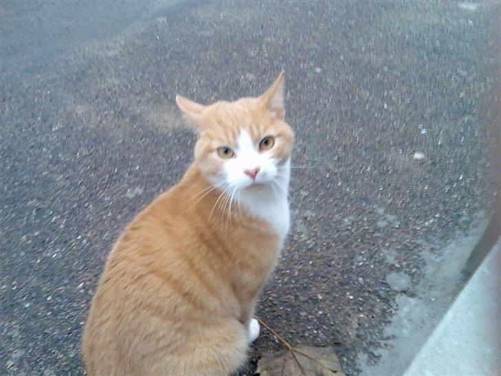 Huskat Mikkel *død* - Hov.. jeg synes jeg hørte noget? billede 1