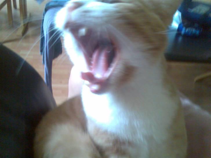 Huskat Mikkel *død* - Gaaaaaaaaaaaaaaaaaab! ,  billede 2