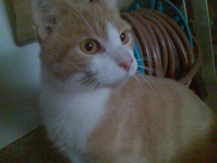 Huskat Mikkel *død* - Er jeg ikke bare lidt fin? billede 3