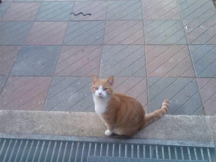 Huskat Mikkel *død* - Luk mig nu ind! se hvor sød jeg ser ud! ( den slange i baggrunden stjal han og bragte hjem ;) ) billede 4